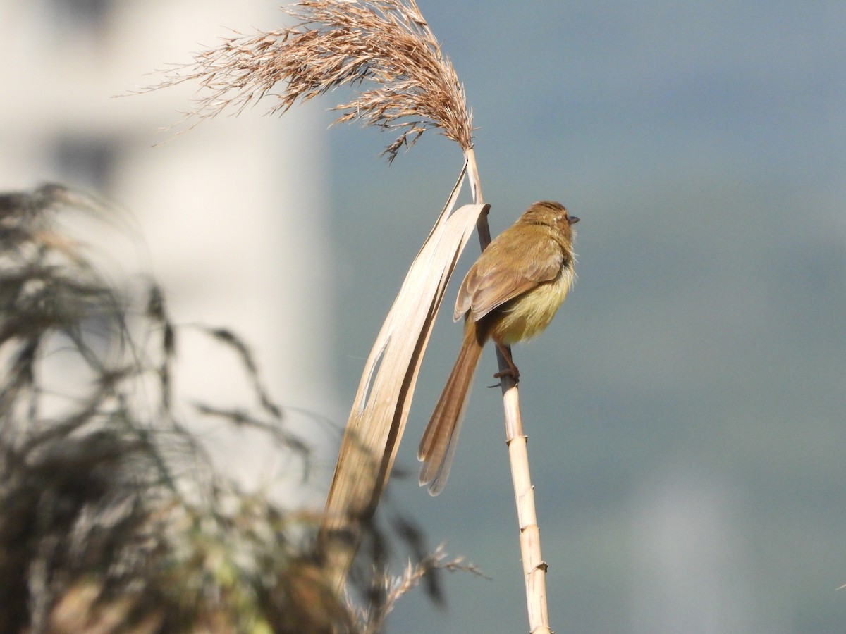 Plain Prinia - ML646726052