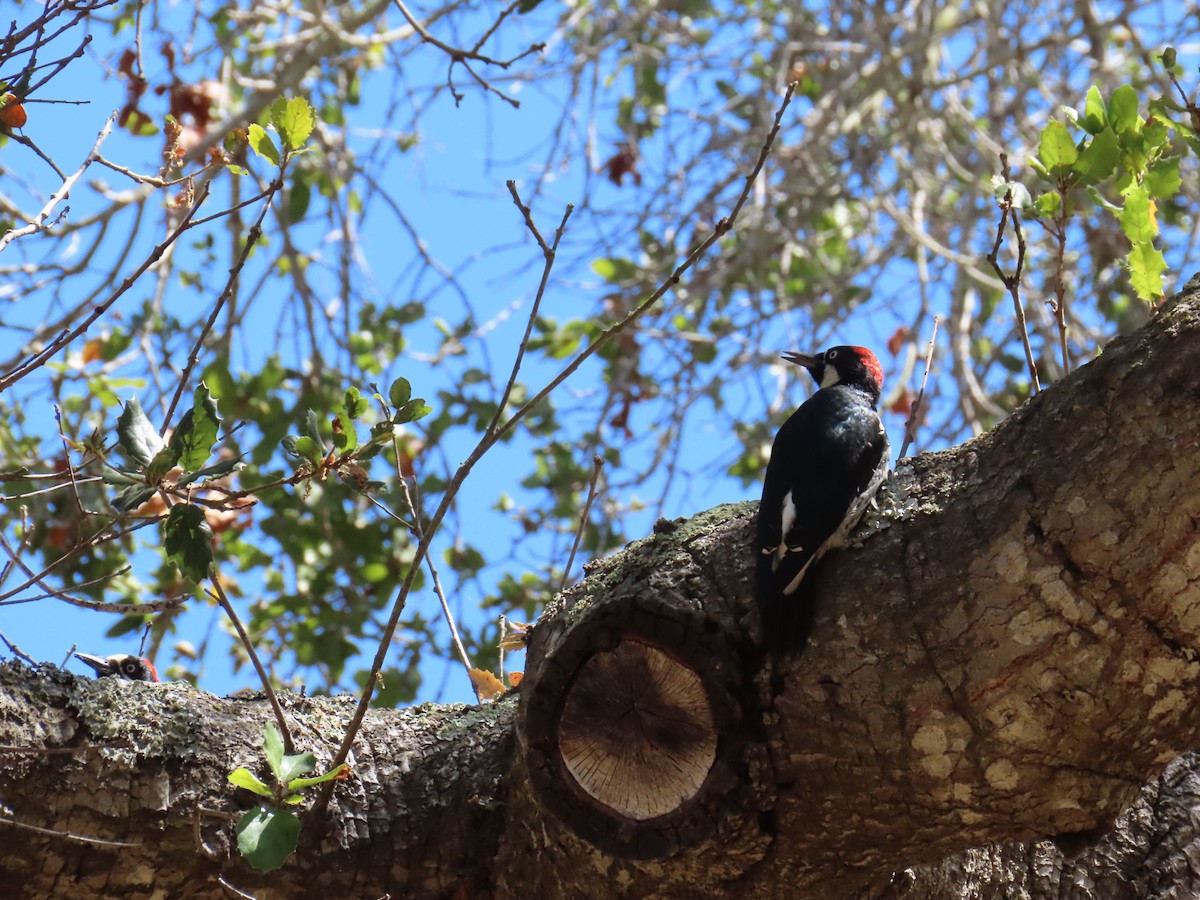 Acorn Woodpecker - ML646726053