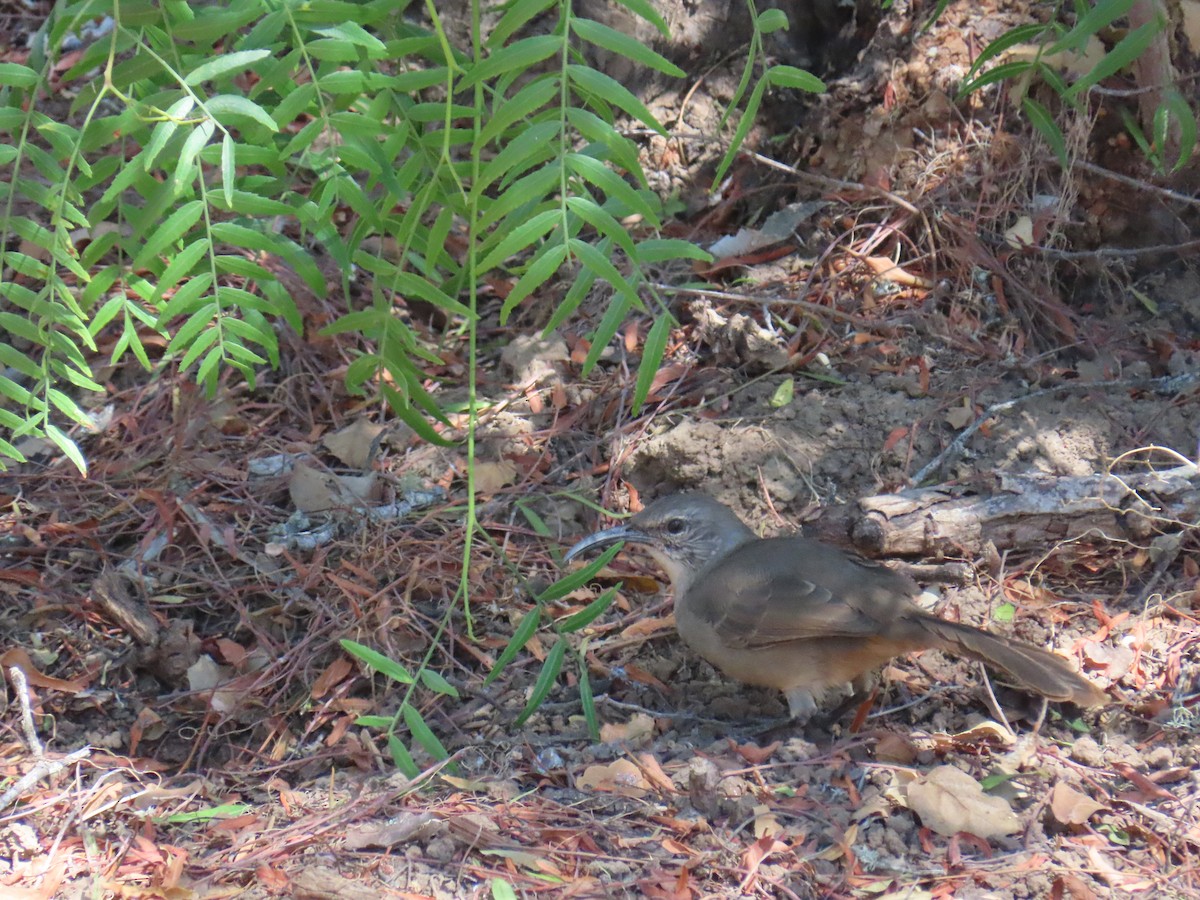 Калифорнийский пересмешник - ML646726056