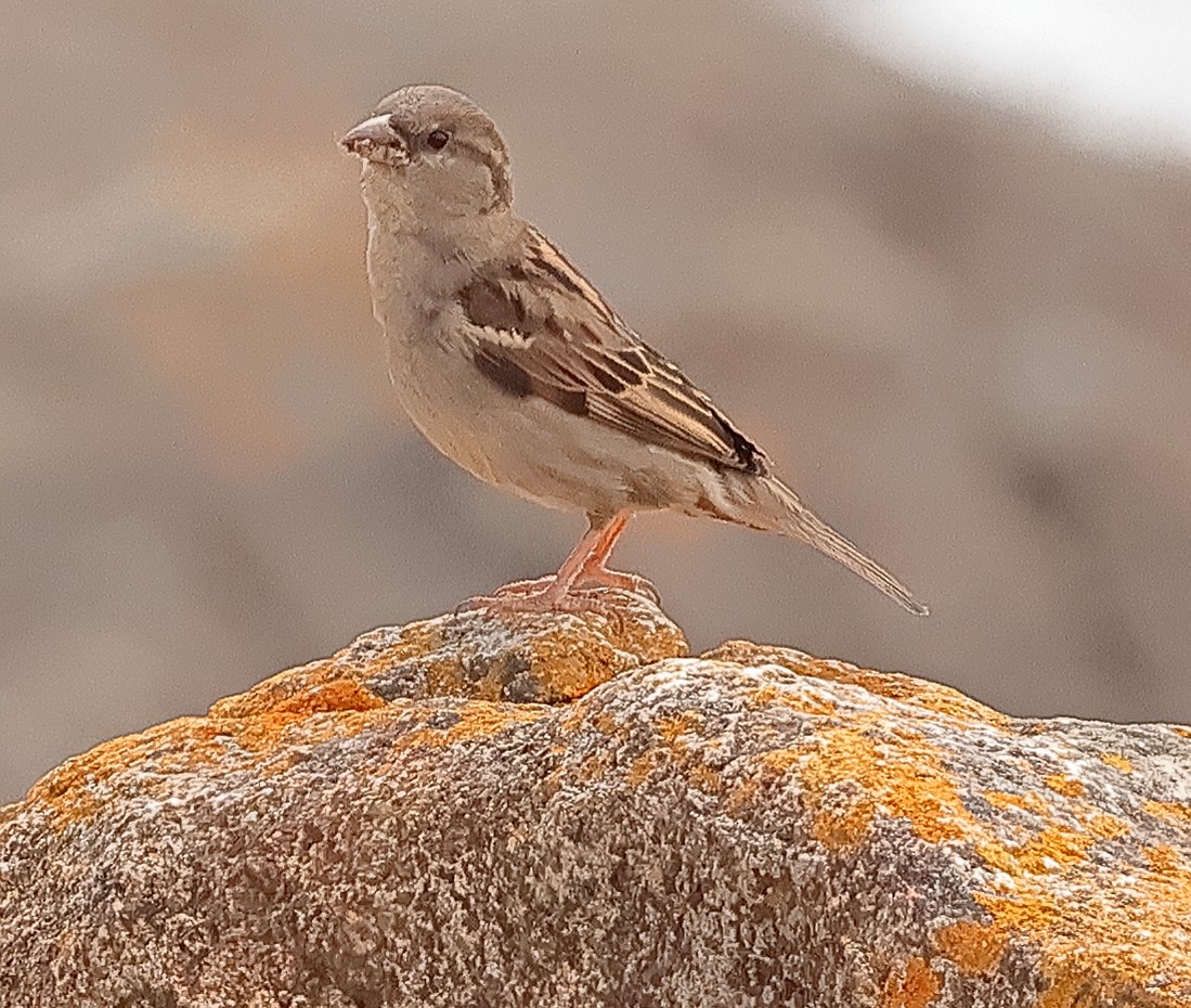 House Sparrow - ML646726057