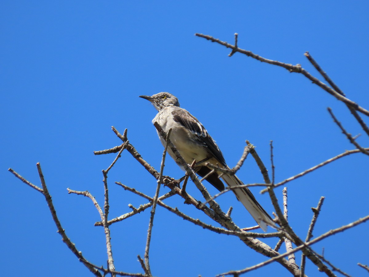 Sinsonte Norteño - ML646726059