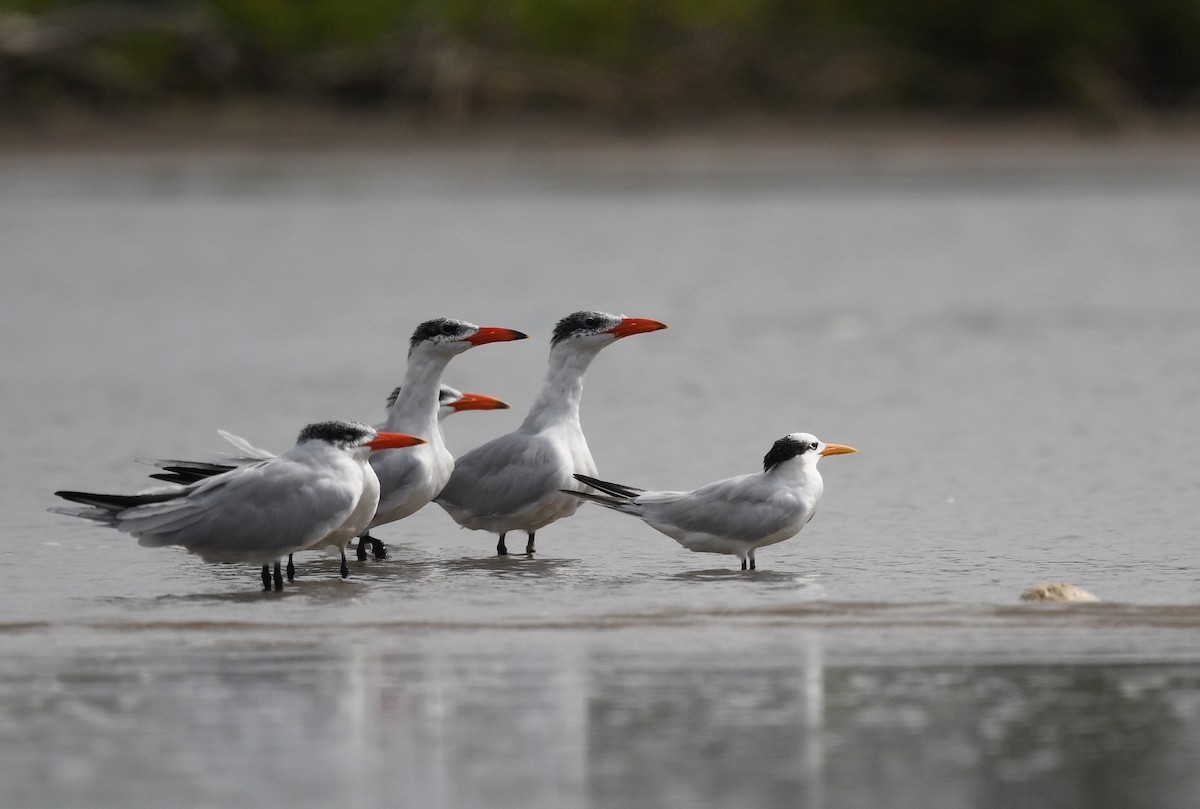 West African Crested Tern - ML646726064