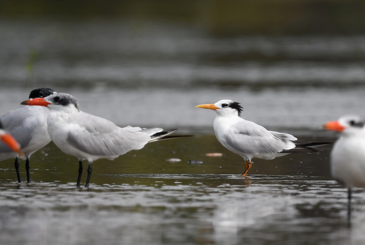 West African Crested Tern - ML646726065