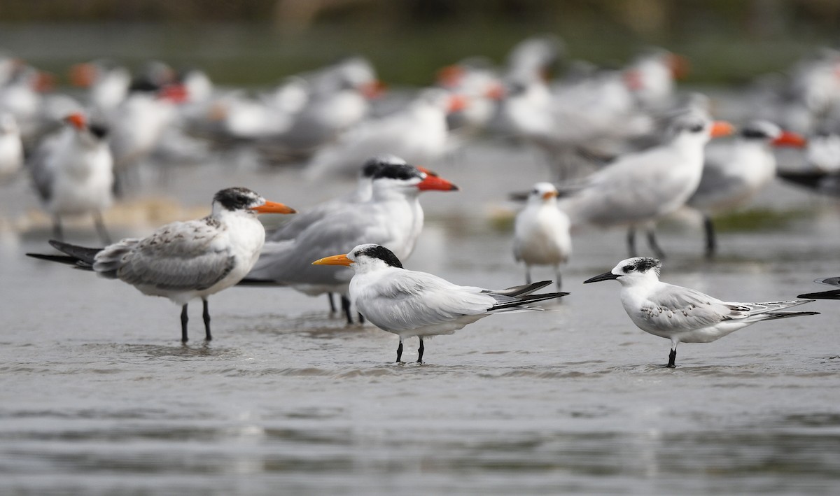 West African Crested Tern - ML646726066