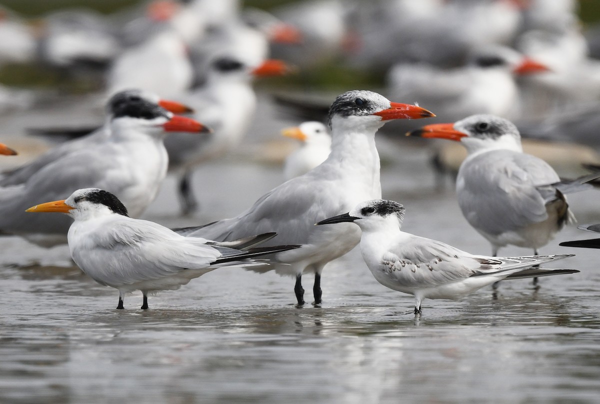 West African Crested Tern - ML646726067