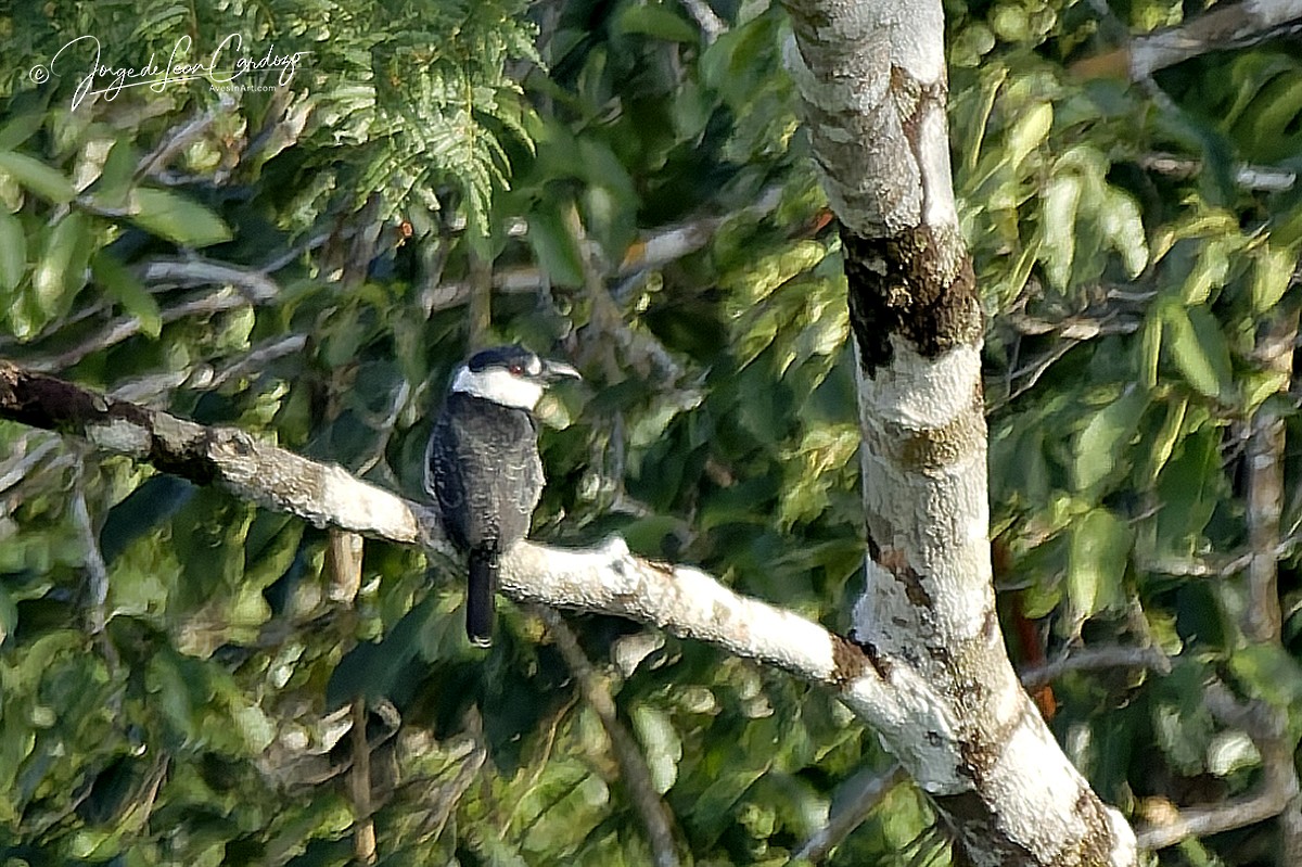 Guianan Puffbird - ML646726071
