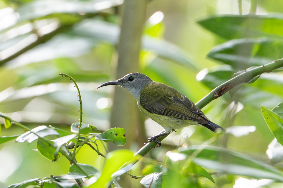 Black Sunbird - ML646726072