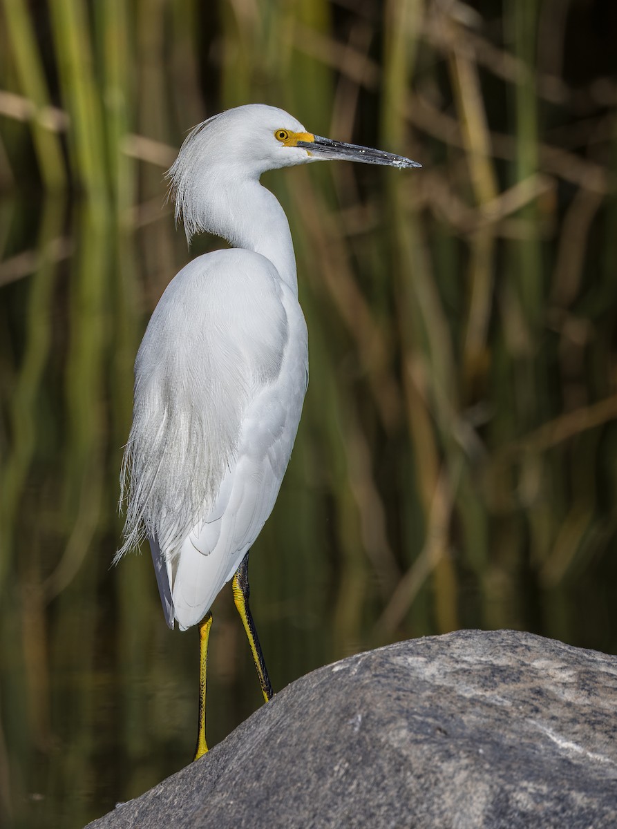 לבנית אמריקנית - ML646726073