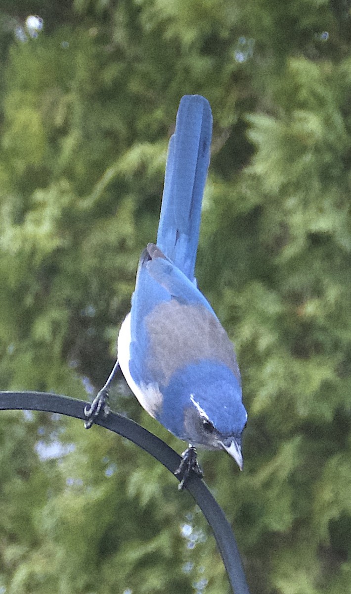 California Scrub-Jay - ML646726074