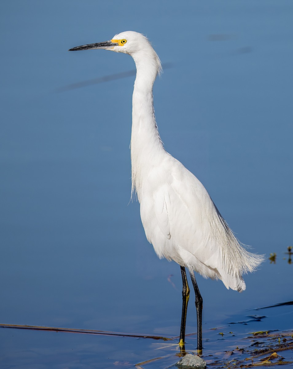 לבנית אמריקנית - ML646726075