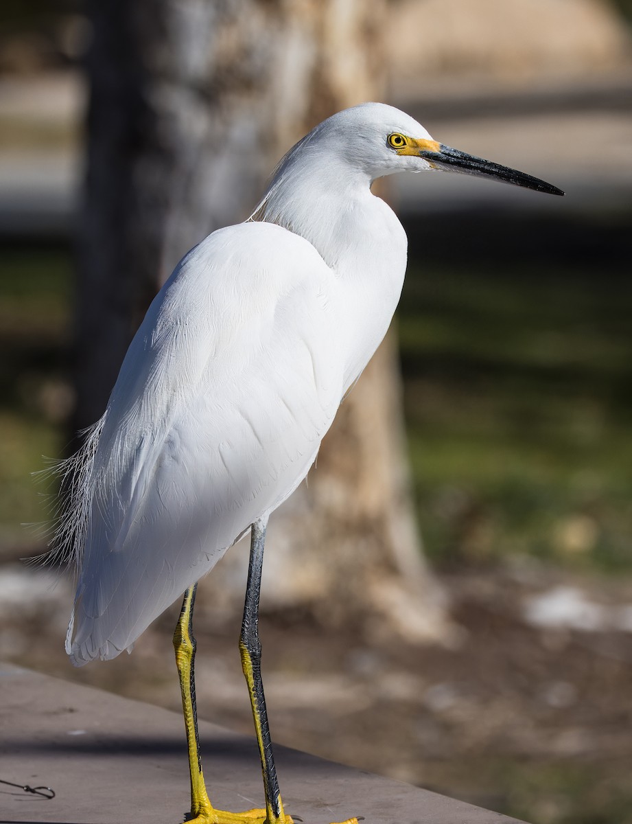 לבנית אמריקנית - ML646726076
