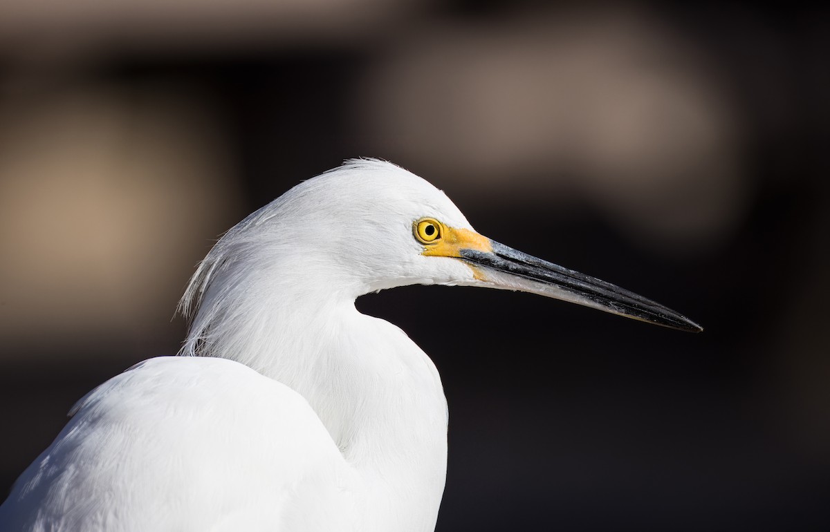 לבנית אמריקנית - ML646726077