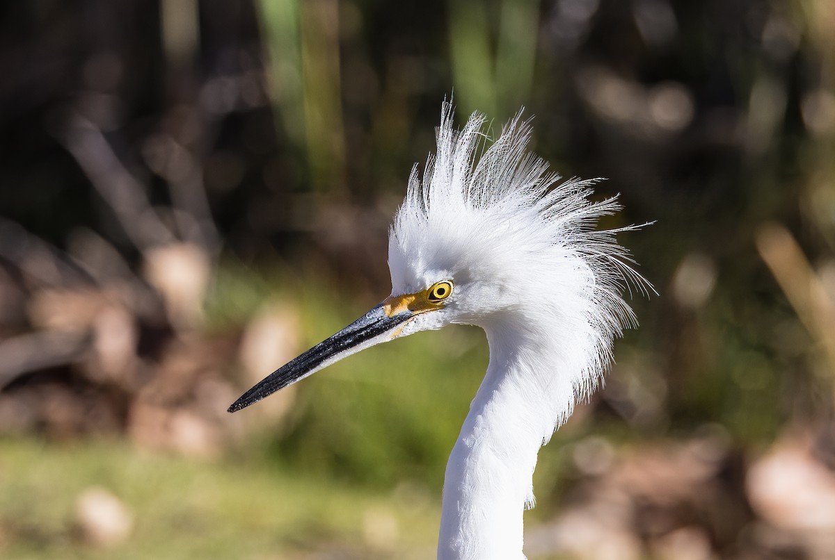 לבנית אמריקנית - ML646726078