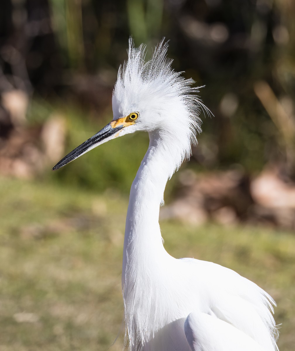 לבנית אמריקנית - ML646726080