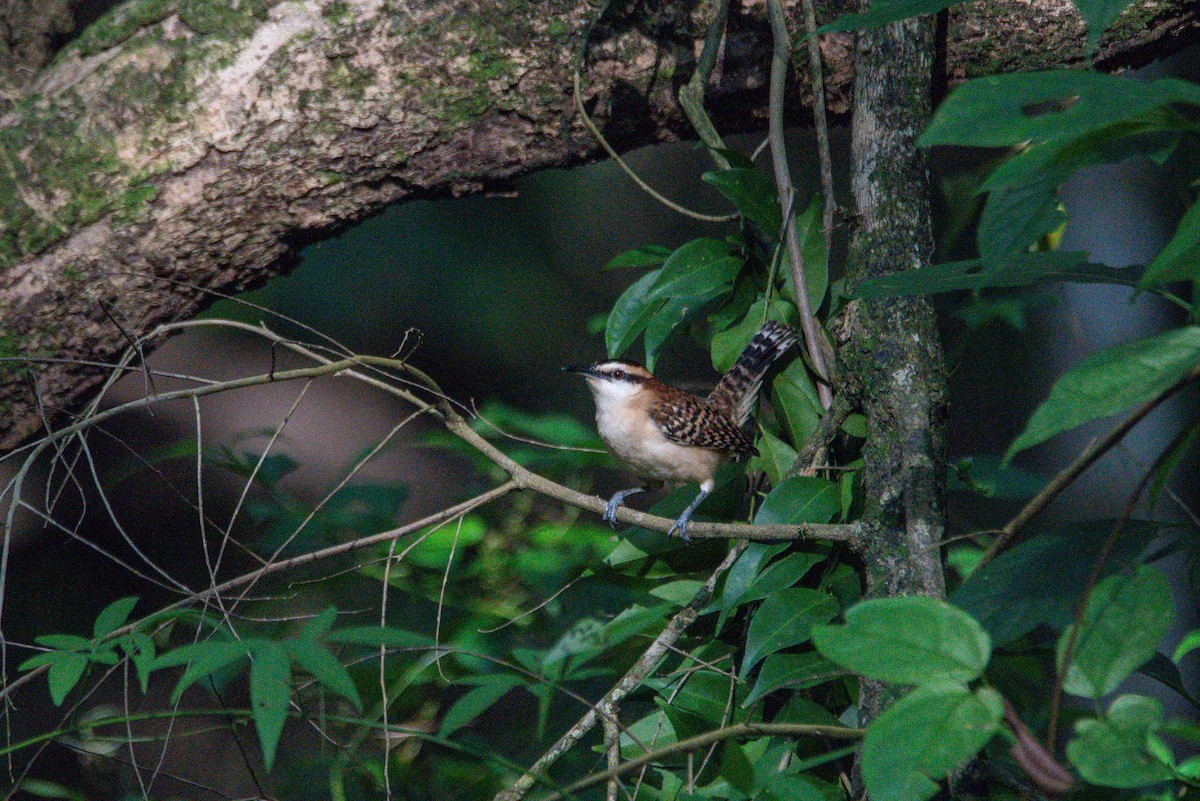 Rufous-backed Wren - ML646726081