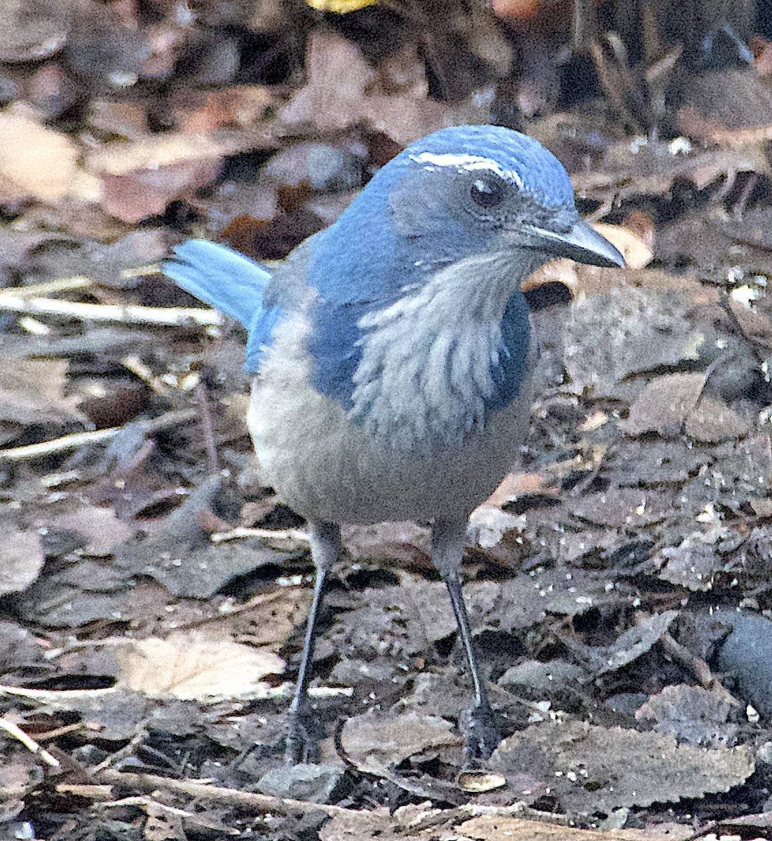 California Scrub-Jay - ML646726082