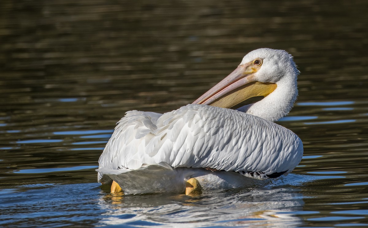 שקנאי אמריקני - ML646726084