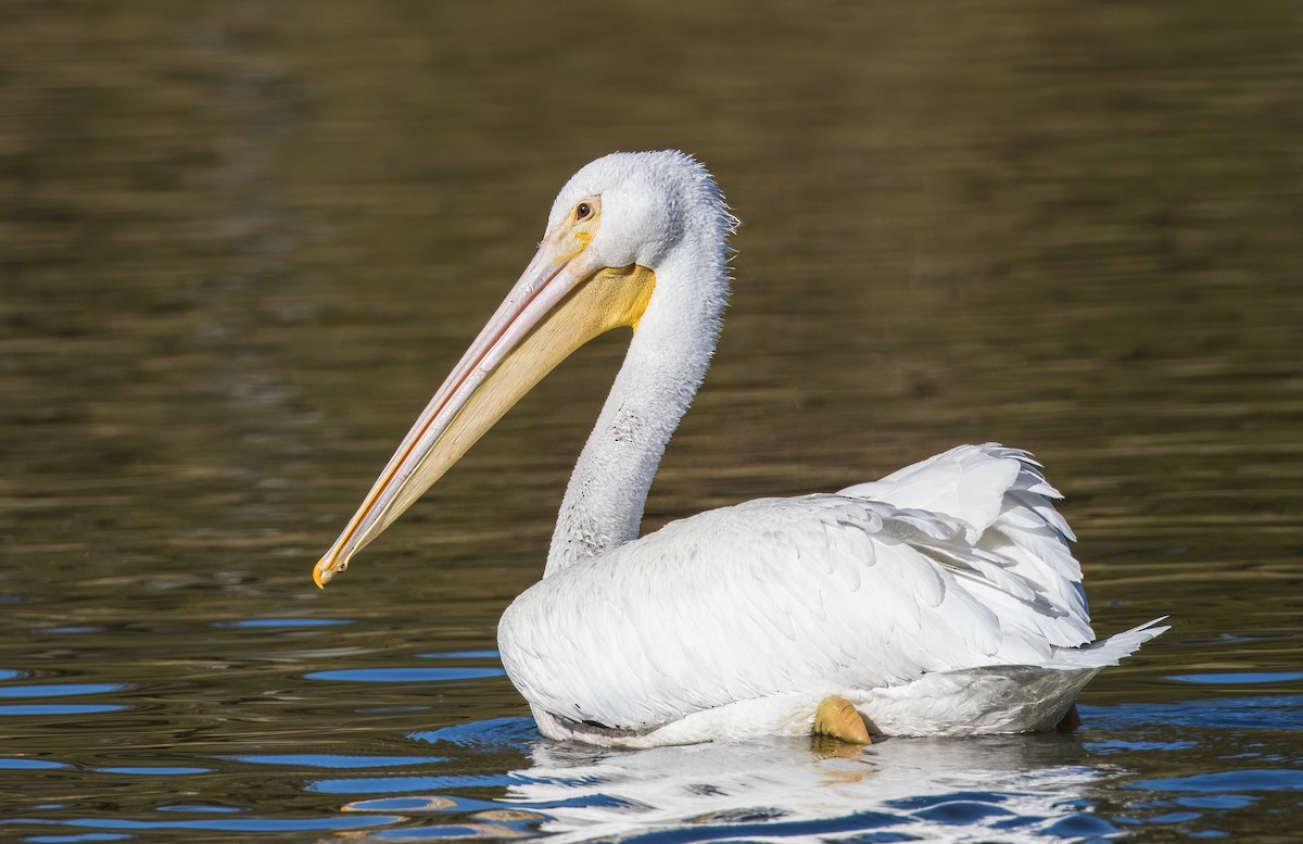 שקנאי אמריקני - ML646726085