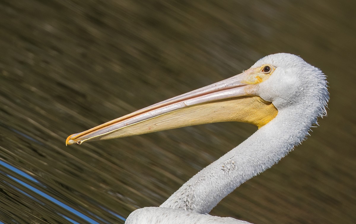 שקנאי אמריקני - ML646726089
