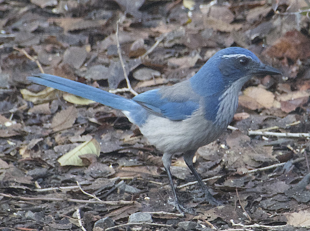 California Scrub-Jay - ML646726090