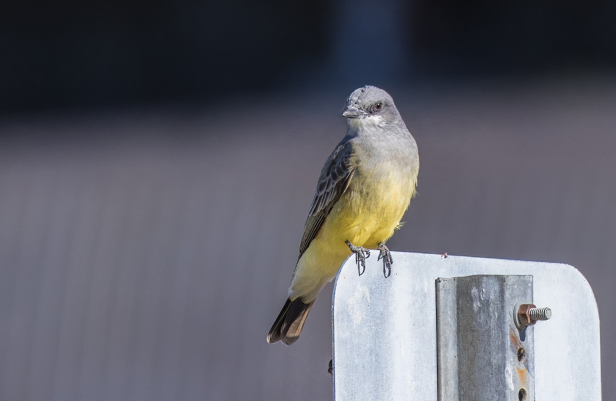 Cassin's Kingbird - ML646726091