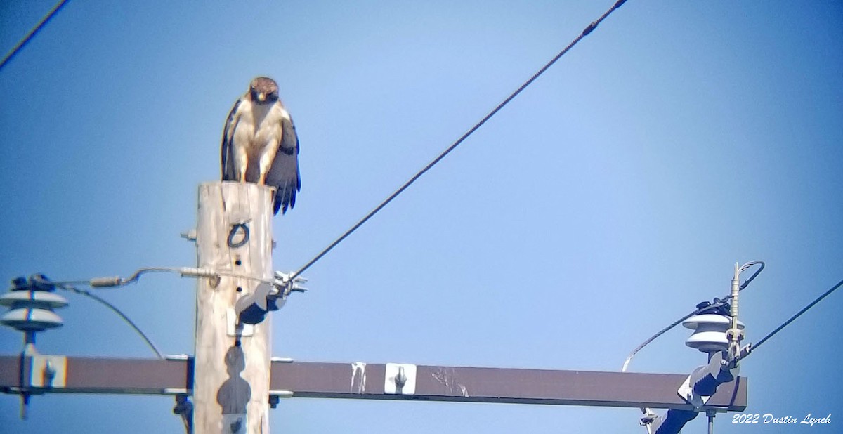 Red-tailed Hawk - ML646726092