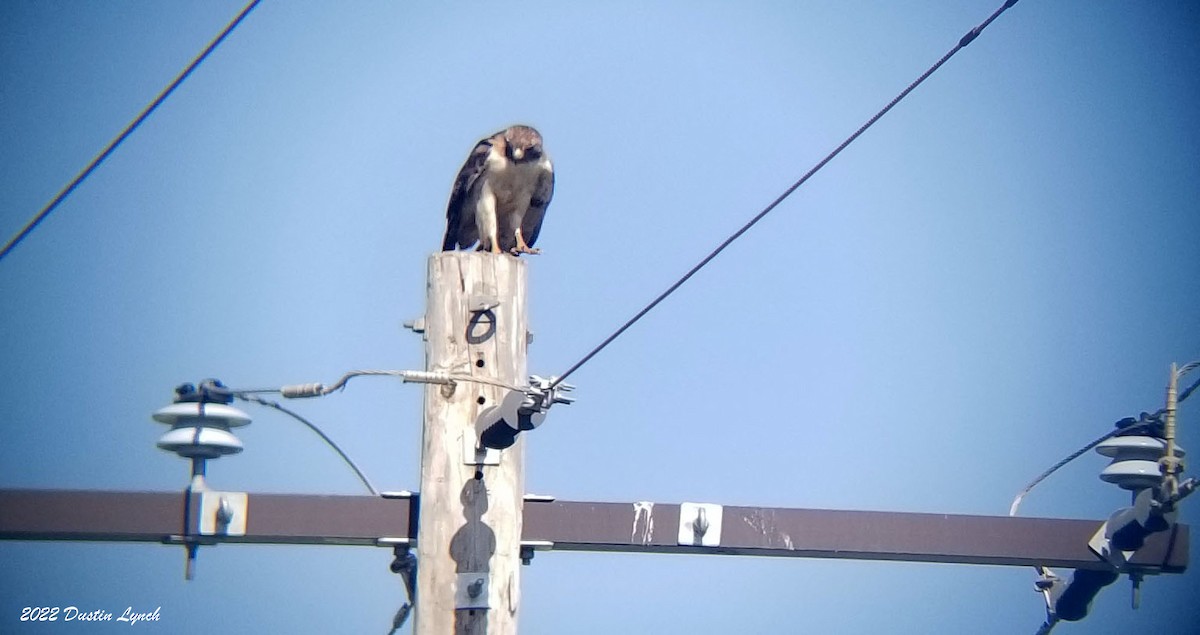 Red-tailed Hawk - ML646726093