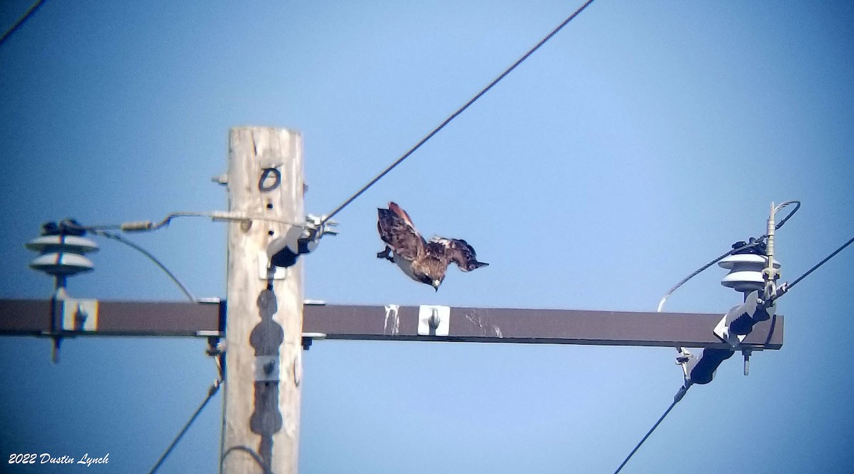 Red-tailed Hawk - ML646726094