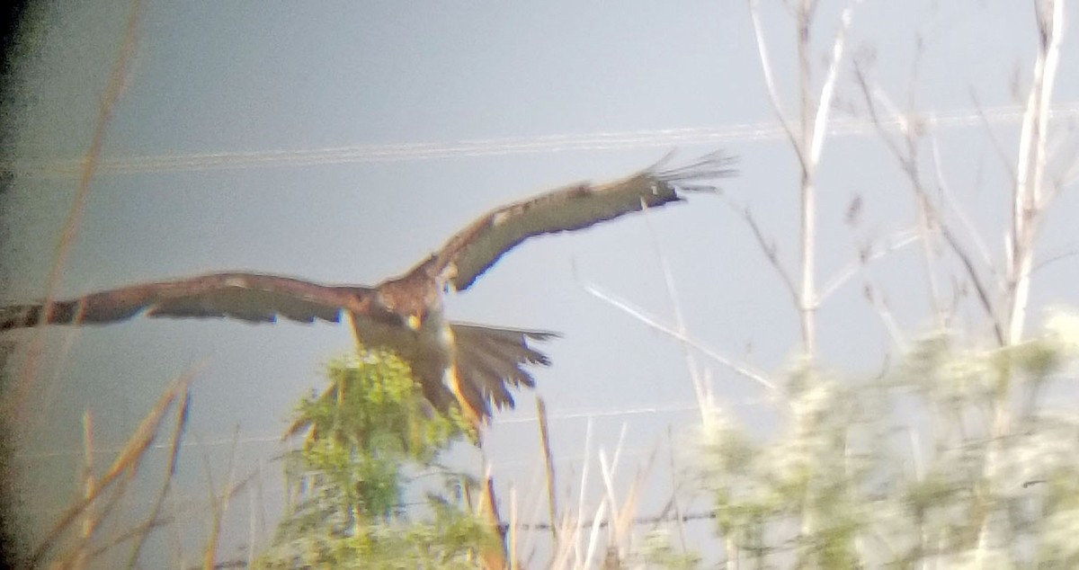 Red-tailed Hawk - ML646726095