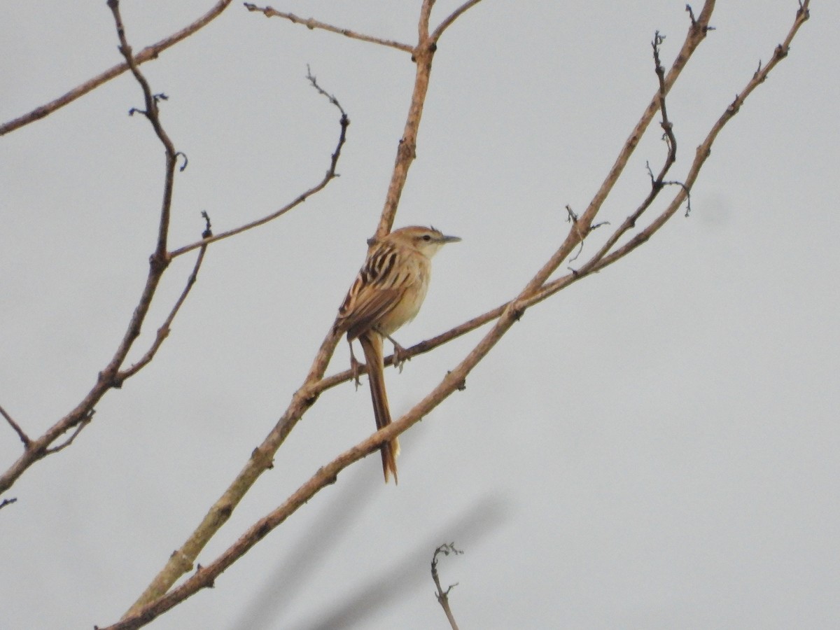 Striated Grassbird - ML646726096