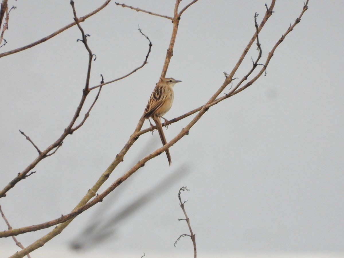 Striated Grassbird - ML646726098