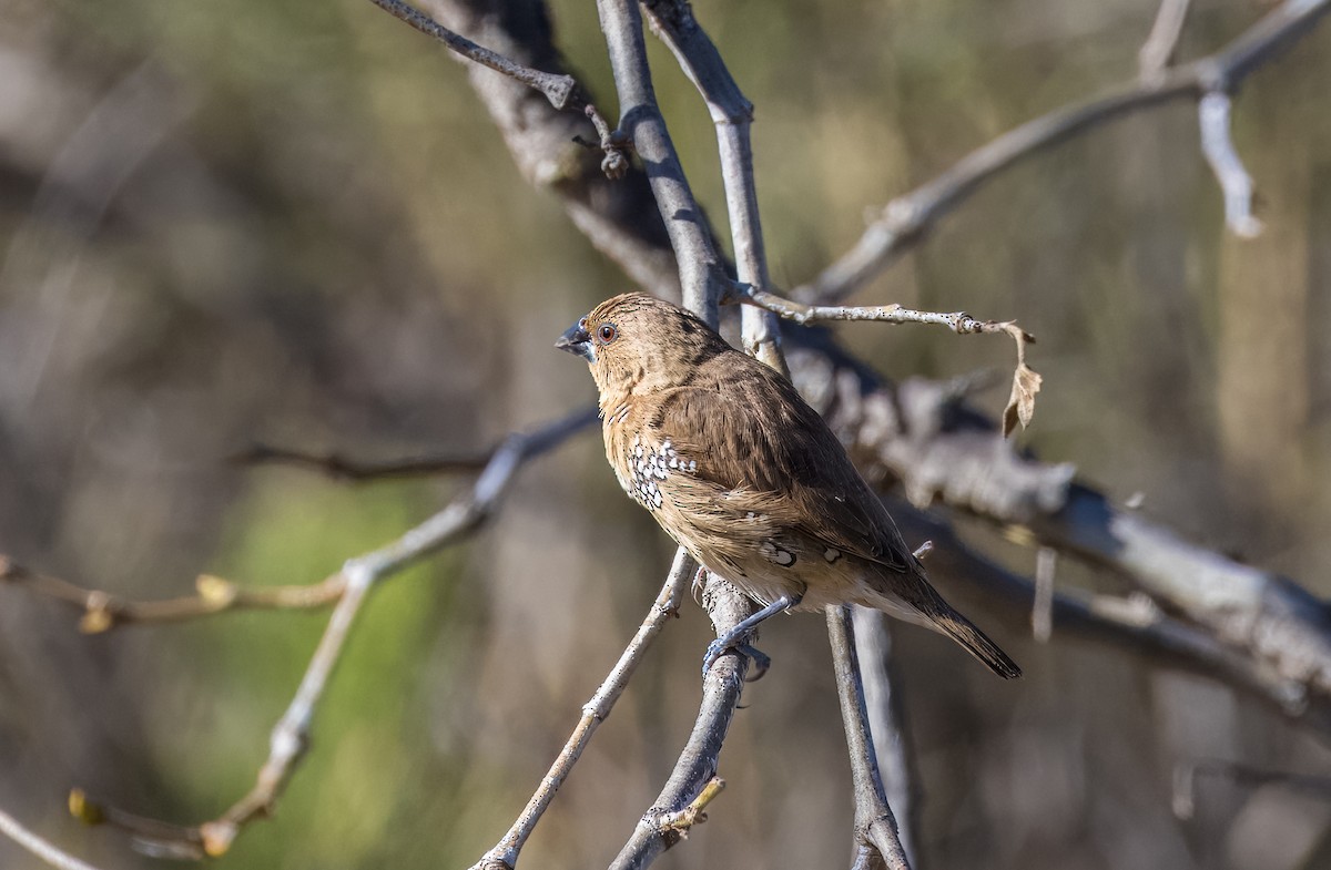 מוניה מפוספסת-חזה - ML646726099