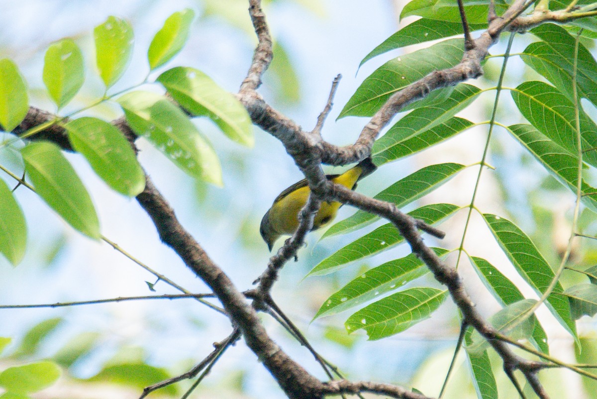 Scrub Euphonia - ML646726100