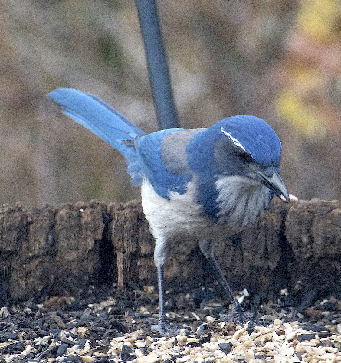 California Scrub-Jay - ML646726101