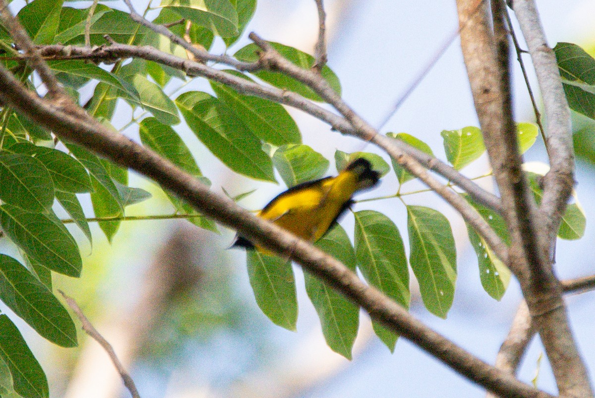 Scrub Euphonia - ML646726102