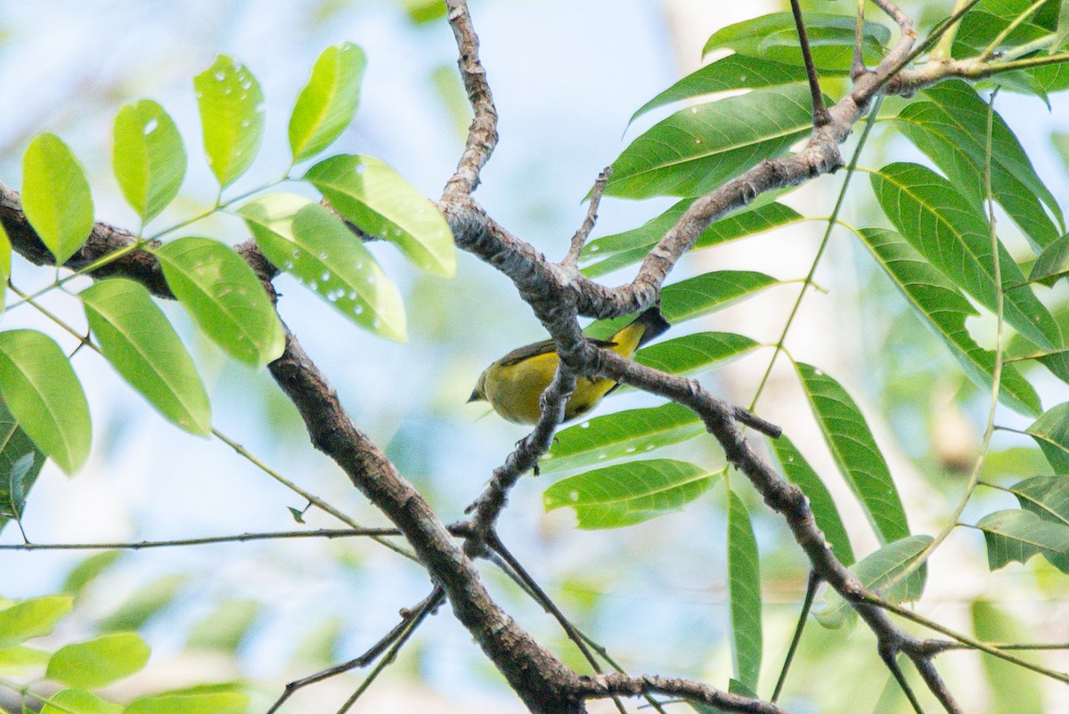 Scrub Euphonia - ML646726103