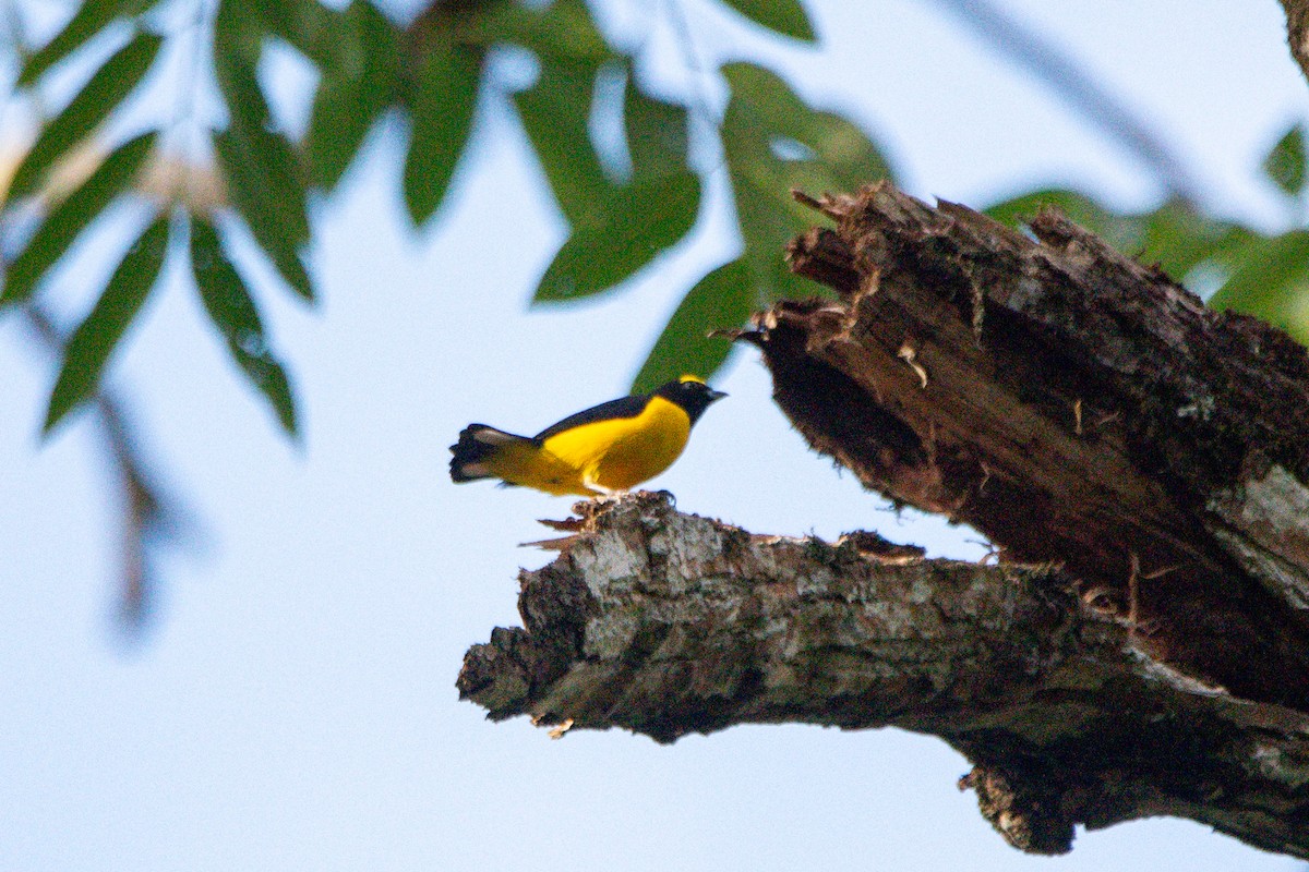 Scrub Euphonia - ML646726104