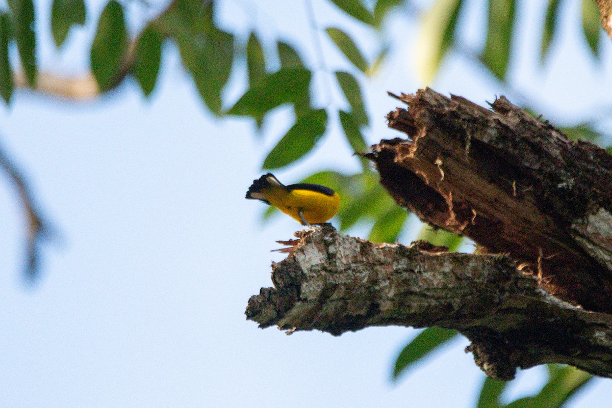 Scrub Euphonia - ML646726105