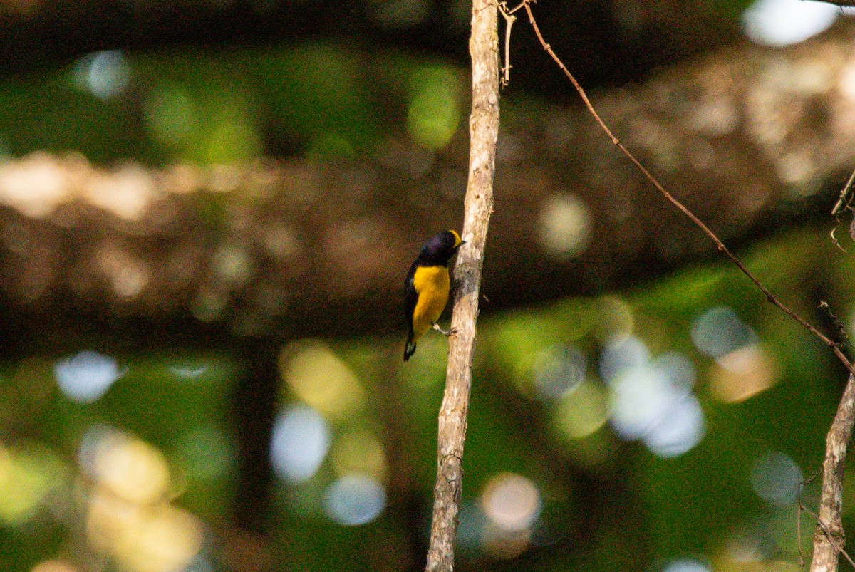 Scrub Euphonia - ML646726106