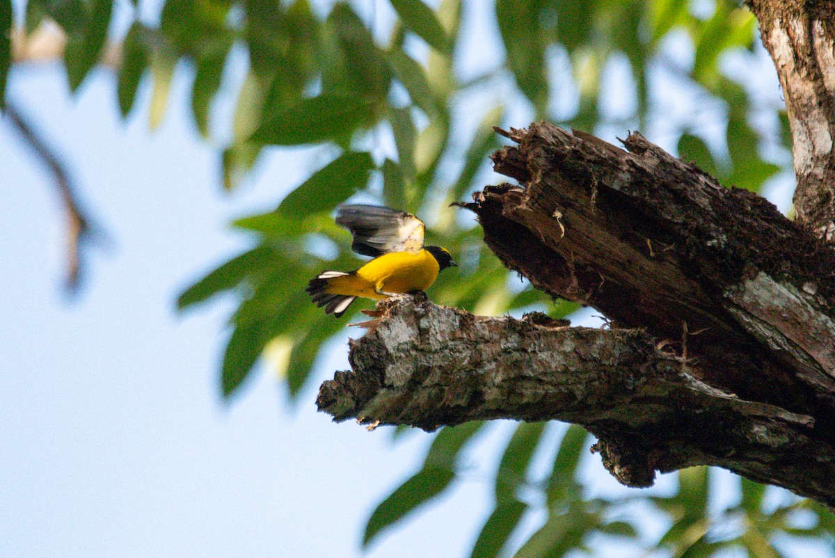 Scrub Euphonia - ML646726107