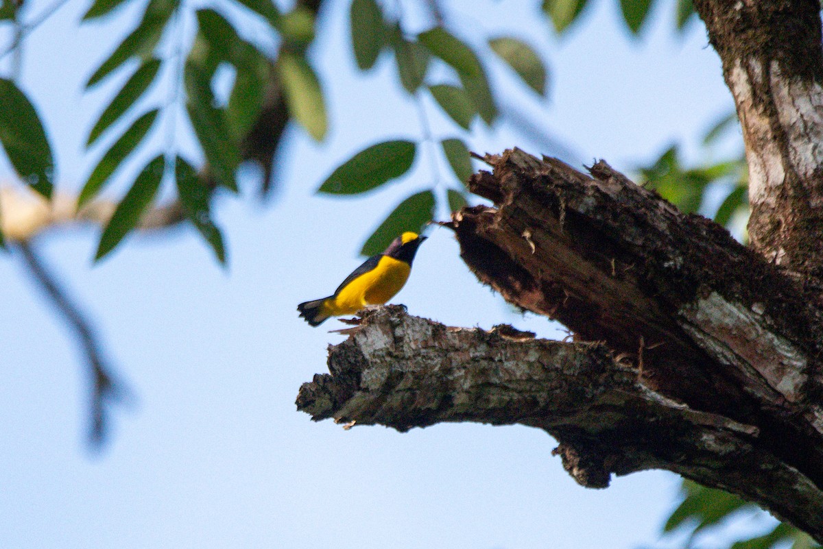 Scrub Euphonia - ML646726108