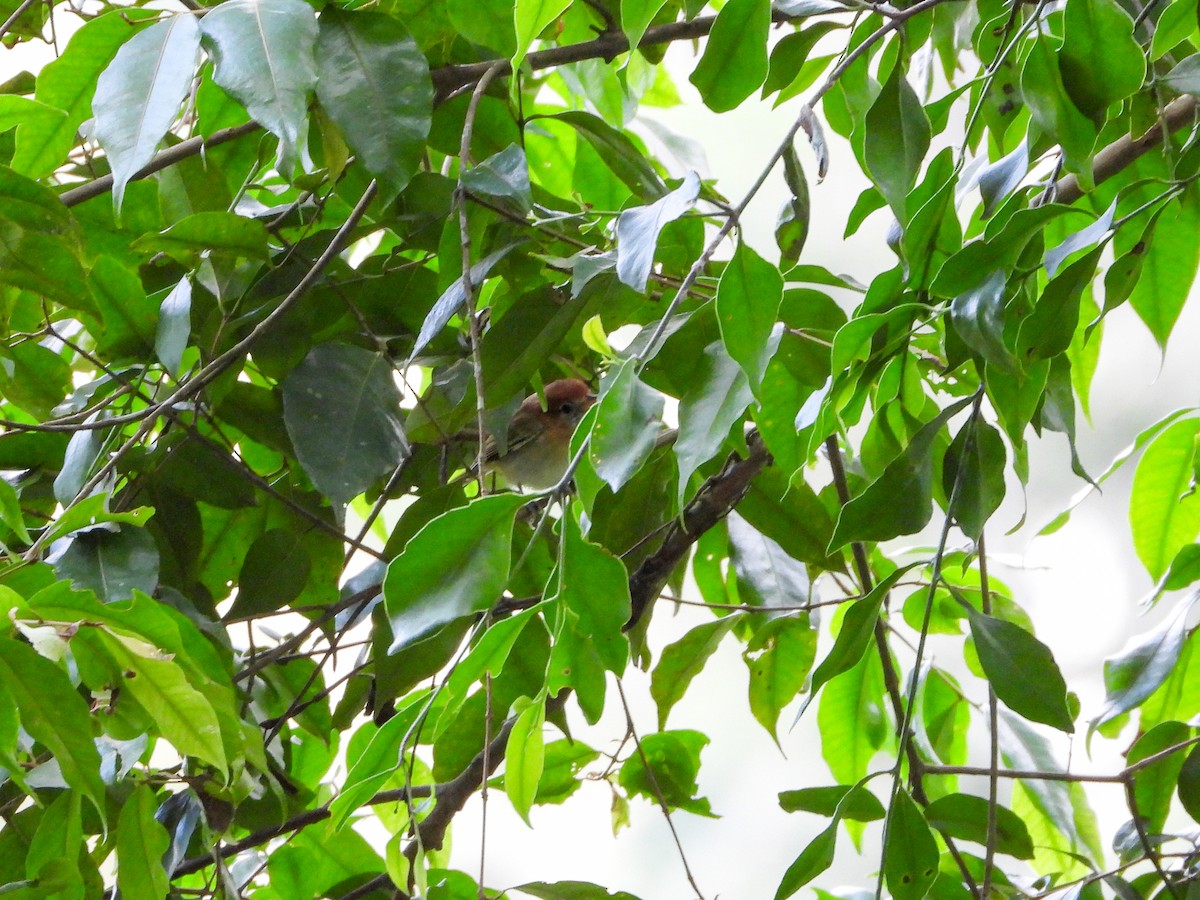 Rufous-naped Greenlet - ML646726109