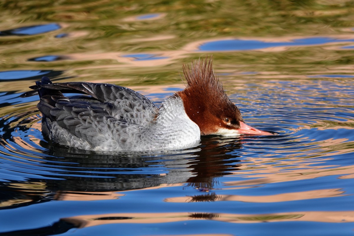 Gänsesäger - ML646726111