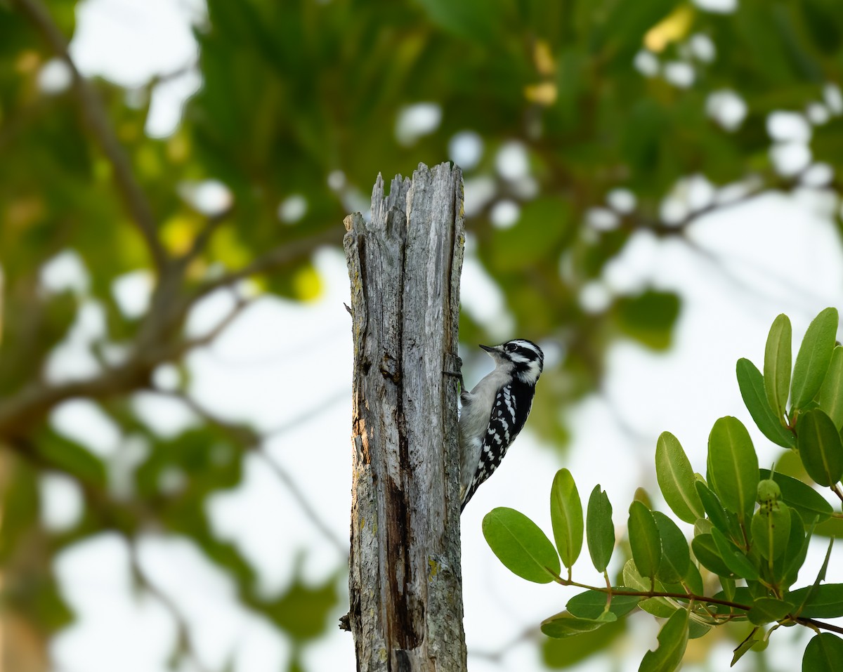 Downy Woodpecker - ML646726112