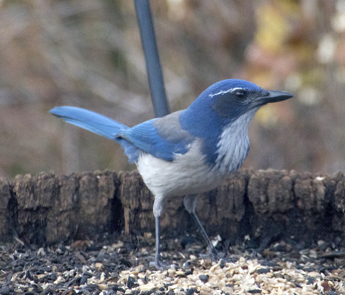 カリフォルニアカケス - ML646726117