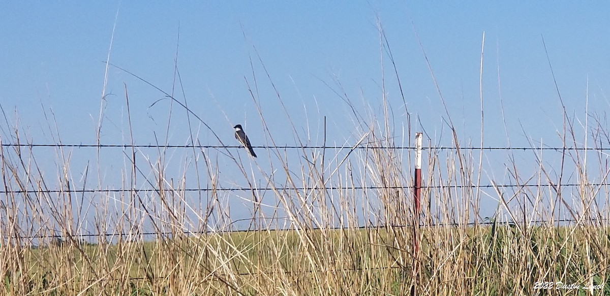 Tirano Oriental - ML646726122