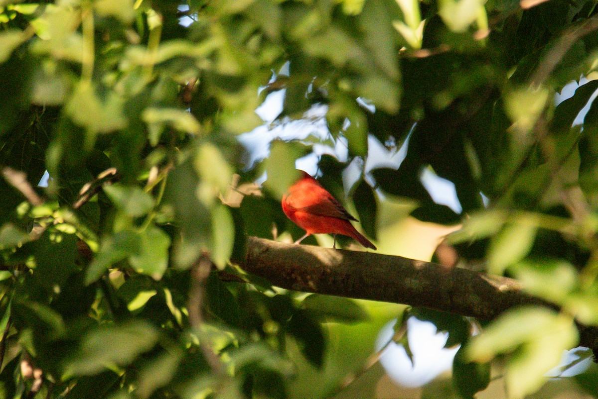 Summer Tanager - ML646726123