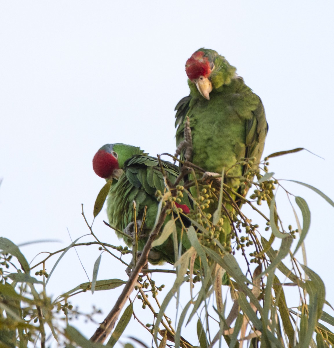 Red-crowned Amazon - ML646726124