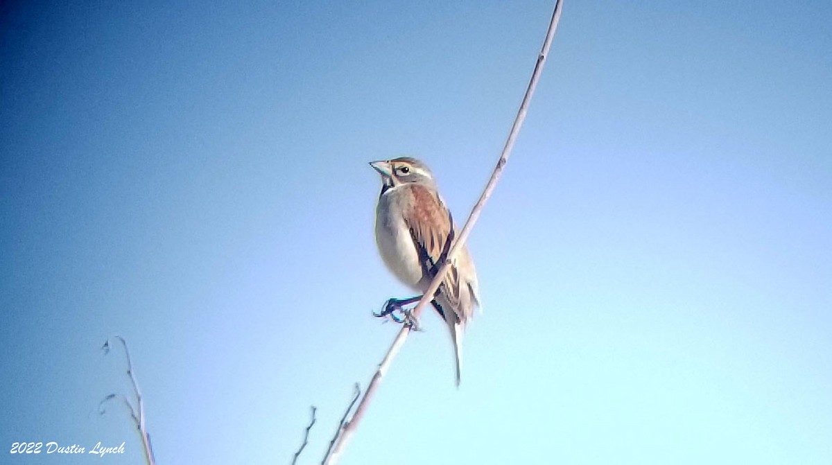 Dickcissel - ML646726125