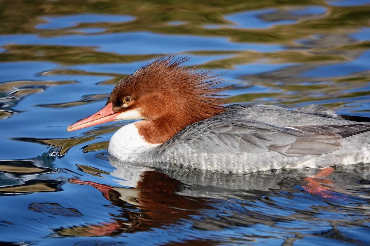 Gänsesäger - ML646726126